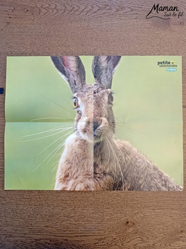 Fabriquer un tableau Couple de lièvres amoureux en récup' et présentation du nouveau magazine Petite Salamandre : activité créative, récup' et manuelle et lecture enfants - Recyclage, surcyclage d'une boite à oeufs et de carton - Découpage et collage de papier et de carton - Bricolage simple avec papier plein d'amour - Magazine Petite Salamandre parfaits pour les petits amoureux de la nature et des animaux 4 à 7 ans - Maternelle - 3 version pour tout âge - Complet et qualitatif - Reportages, belles photos, BD, jeux, activités manuelles... - Bricolage et décoration DIY et facile - Bricolage Fait maison, décoration - Thème Saint Valentin, amour, amitié, animaux de la forêt et campagne, nature - Bricolage sympa et facile - Arts visuels Maternelle et cycle 2 - Maternelle et élémentaire - Créativité et lecture jeunesse - Cycle 1 ou 2 - tutoriel photos - mslf