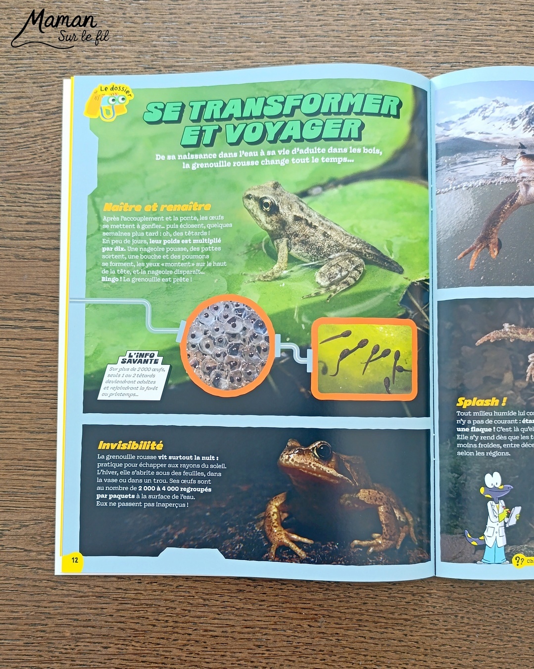 Fabriquer des grenouilles du carnaval qui tirent la langue et présentation du nouveau magazine Salamandre Junior : activité créative, collage et manuelle et lecture enfants - Fabriquer la grenouille avec des cercles de papier cartonné - Le système de langue est fait avec une langue de belle-mère ou mirliton - Magazine Salamandre Junior parfait pour 8 à 12 ans, amoureux de la nature et des animaux - Primaire et collège - 3 versions pour tout âge - Complet et qualitatif - Reportages, belles photos, BD, jeux, activités manuelles... - Bricolage et décoration DIY et facile - Bricolage Fait maison, décoration - Thème reptiles et batraciens, grenouilles et crapauds, carnaval, Mardi Gras - Bricolage sympa et facile - Arts visuels Maternelle et cycle 2 - Maternelle et élémentaire - Créativité et lecture jeunesse - Cycle 1 ou 2 - tutoriel photos et vidéo - mslf