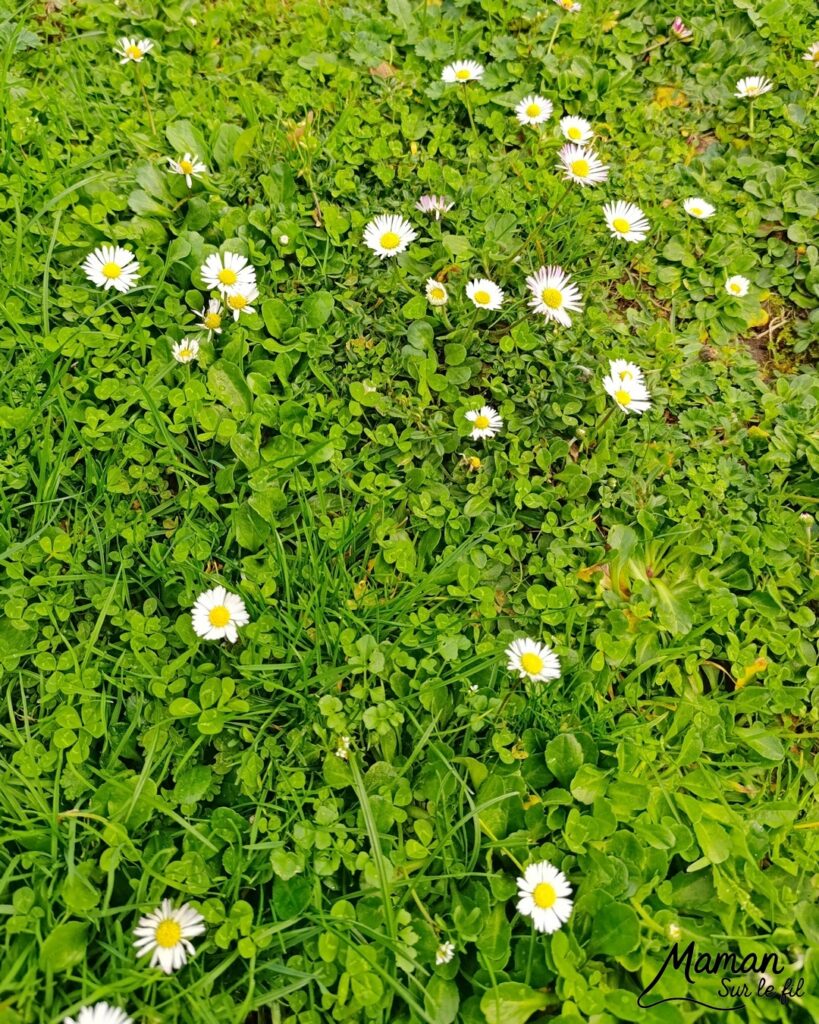 Fabriquer une fleur avec des pâquerettes et du carton : activité créative, récup', nature et manuelle enfants - Recyclage, surcyclage de carton - Coeur avec du papier à motifs - Trous dans le carton à remplir avec des fleurs pour décorer les pétales - Cueillette de pâquerettes - Utiliser les trésors du printemps - Land Art, atelier nature, école dehors - Décoration éphémère DIY Fait maison - Cadeau DIY, fait maison à offrir - Bricolage facile - Thème fleurs, nature, printemps - Bricolage et décoration sympa et facile - Arts visuels maternelle et élémentaire - Cycles 1 et 2 - Créativité - tutoriel photos et vidéo - mslf