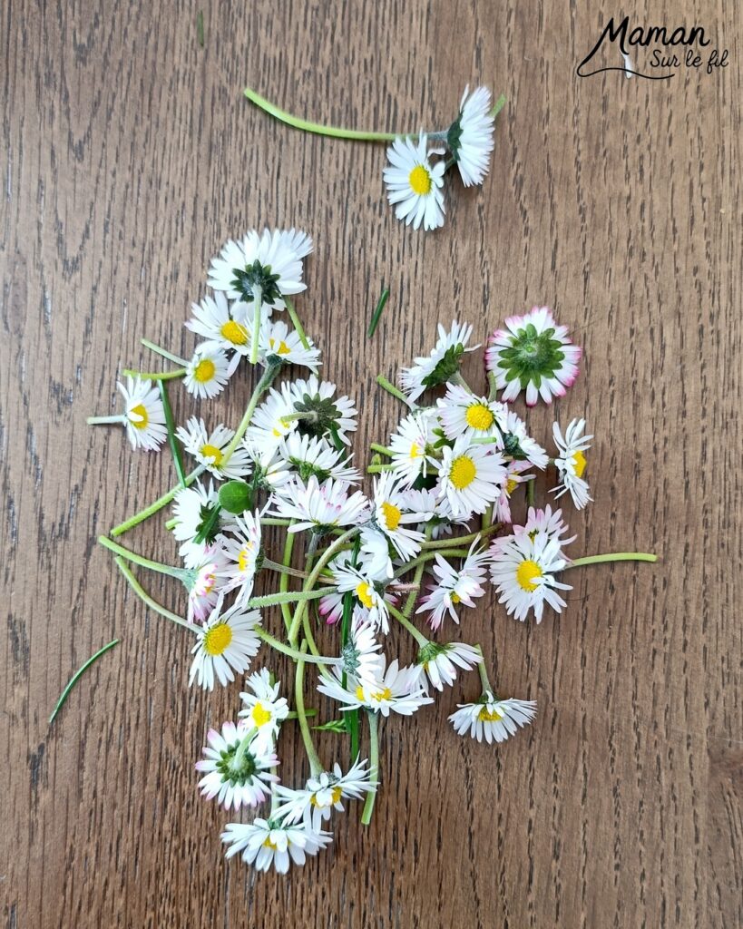 Fabriquer une fleur avec des pâquerettes et du carton : activité créative, récup', nature et manuelle enfants - Recyclage, surcyclage de carton - Coeur avec du papier à motifs - Trous dans le carton à remplir avec des fleurs pour décorer les pétales - Cueillette de pâquerettes - Utiliser les trésors du printemps - Land Art, atelier nature, école dehors - Décoration éphémère DIY Fait maison - Cadeau DIY, fait maison à offrir - Bricolage facile - Thème fleurs, nature, printemps - Bricolage et décoration sympa et facile - Arts visuels maternelle et élémentaire - Cycles 1 et 2 - Créativité - tutoriel photos et vidéo - mslf