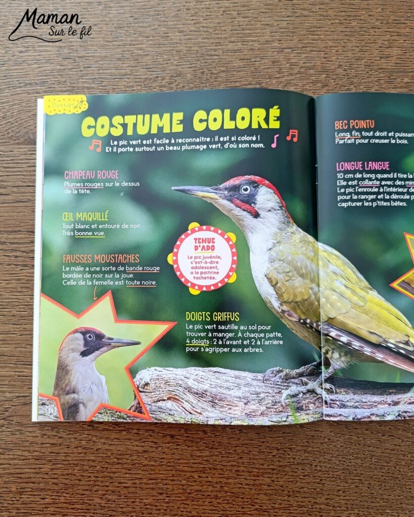 Fabriquer un pic vert accroché à son gobelet et présentation des nouveaux magazines Salamandre : activité créative, collage et manuelle et lecture enfants - Le pivert est dessiné grâce au tutoriel pas à pas de Salamandre - Collé sur du carton - Fil et gobelet pour le système du pivert qui tape le tronc d'arbre - Avis sur les nouveaux magazines Petite Salamandre sur les pics verts, Salamandre Junior sur les hamsters, et Revue Salamandre sur les loriots - Magazines parfaits pour 4 à 99 ans, enfants et adultes, amoureux de la nature et des animaux - Maternelle, Primaire et collège - 3 versions pour tout âge - Complet et qualitatif - Reportages, belles photos, BD, jeux, activités manuelles... - Bricolage et décoration DIY et facile - Bricolage Fait maison, décoration - Thème Animaux et nature, oiseaux, forêts - Bricolage sympa et facile - Code promo pour un numéro gratuit - Arts visuels Maternelle et cycle 2 - Maternelle et élémentaire - Créativité et lecture jeunesse - Cycle 1 ou 2 - tutoriel photos et vidéo - mslf