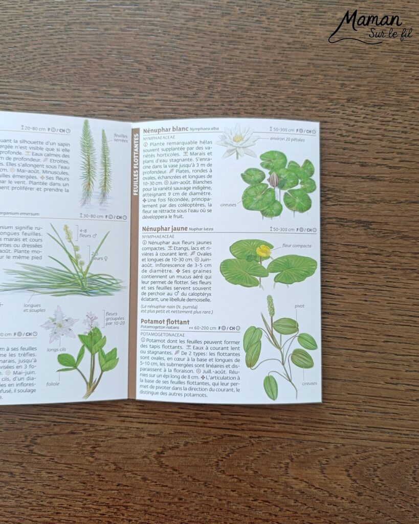 Fabriquer un pic vert accroché à son gobelet et présentation des nouveaux magazines Salamandre : activité créative, collage et manuelle et lecture enfants - Le pivert est dessiné grâce au tutoriel pas à pas de Salamandre - Collé sur du carton - Fil et gobelet pour le système du pivert qui tape le tronc d'arbre - Avis sur les nouveaux magazines Petite Salamandre sur les pics verts, Salamandre Junior sur les hamsters, et Revue Salamandre sur les loriots - Magazines parfaits pour 4 à 99 ans, enfants et adultes, amoureux de la nature et des animaux - Maternelle, Primaire et collège - 3 versions pour tout âge - Complet et qualitatif - Reportages, belles photos, BD, jeux, activités manuelles... - Bricolage et décoration DIY et facile - Bricolage Fait maison, décoration - Thème Animaux et nature, oiseaux, forêts - Bricolage sympa et facile - Code promo pour un numéro gratuit - Arts visuels Maternelle et cycle 2 - Maternelle et élémentaire - Créativité et lecture jeunesse - Cycle 1 ou 2 - tutoriel photos et vidéo - mslf