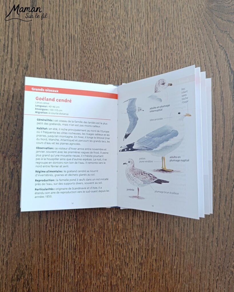 Jeu autour des empreintes d'animaux et présentation des petits livres de la nature chez Salamandre : activité éducative, pédagogique, nature et lecture enfants - Jeu PDF, printable à télécharger et à imprimer - Association entre photos d'animaux et photos et illustrations de leur empreinte - Atelier autocorrectif maternelle, élémentaire (cycles 1, 2 et 3) - Atelier nature, école dehors - Petits livres de la nature pour repérer et reconnaitre les empreintes et traces d'animaux lors de balades - Reconnaitre aussi les fleurs de printemps et les oiseaux migrateurs - Petit format pour amener partout - Avis sur les livres Salamandre, parfaits pour enfants et adultes, amoureux de la nature et des animaux - Maternelle, Primaire et collège - Thème Animaux, forêt, campagnes, oiseaux, fleurs, printemps - Bricolage sympa et facile - Arts visuels Maternelle et cycle 2 - Maternelle et élémentaire - Créativité et lecture jeunesse - Cycle 1 ou 2 - tutoriel photos - mslf