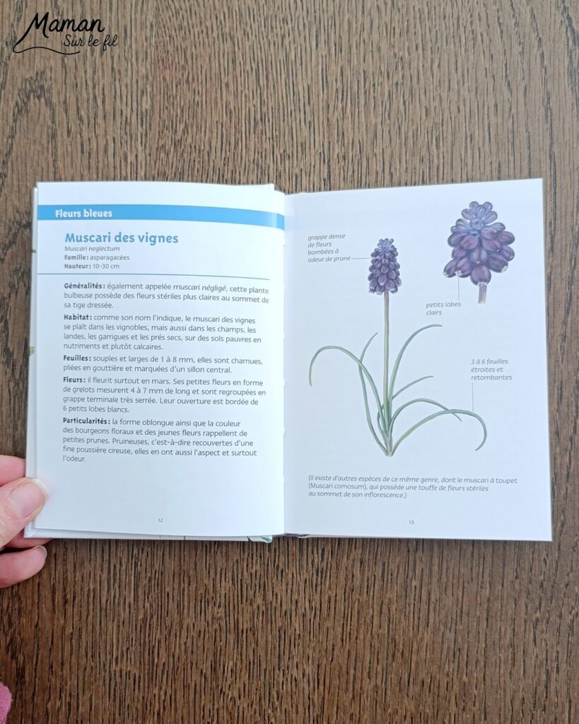 Jeu autour des empreintes d'animaux et présentation des petits livres de la nature chez Salamandre : activité éducative, pédagogique, nature et lecture enfants - Jeu PDF, printable à télécharger et à imprimer - Association entre photos d'animaux et photos et illustrations de leur empreinte - Atelier autocorrectif maternelle, élémentaire (cycles 1, 2 et 3) - Atelier nature, école dehors - Petits livres de la nature pour repérer et reconnaitre les empreintes et traces d'animaux lors de balades - Reconnaitre aussi les fleurs de printemps et les oiseaux migrateurs - Petit format pour amener partout - Avis sur les livres Salamandre, parfaits pour enfants et adultes, amoureux de la nature et des animaux - Maternelle, Primaire et collège - Thème Animaux, forêt, campagnes, oiseaux, fleurs, printemps - Bricolage sympa et facile - Arts visuels Maternelle et cycle 2 - Maternelle et élémentaire - Créativité et lecture jeunesse - Cycle 1 ou 2 - tutoriel photos - mslf