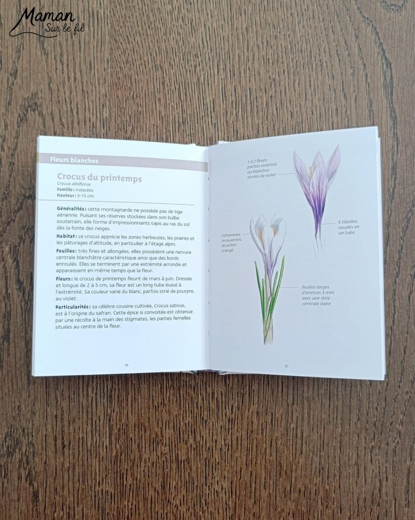 Jeu autour des empreintes d'animaux et présentation des petits livres de la nature chez Salamandre : activité éducative, pédagogique, nature et lecture enfants - Jeu PDF, printable à télécharger et à imprimer - Association entre photos d'animaux et photos et illustrations de leur empreinte - Atelier autocorrectif maternelle, élémentaire (cycles 1, 2 et 3) - Atelier nature, école dehors - Petits livres de la nature pour repérer et reconnaitre les empreintes et traces d'animaux lors de balades - Reconnaitre aussi les fleurs de printemps et les oiseaux migrateurs - Petit format pour amener partout - Avis sur les livres Salamandre, parfaits pour enfants et adultes, amoureux de la nature et des animaux - Maternelle, Primaire et collège - Thème Animaux, forêt, campagnes, oiseaux, fleurs, printemps - Bricolage sympa et facile - Arts visuels Maternelle et cycle 2 - Maternelle et élémentaire - Créativité et lecture jeunesse - Cycle 1 ou 2 - tutoriel photos - mslf