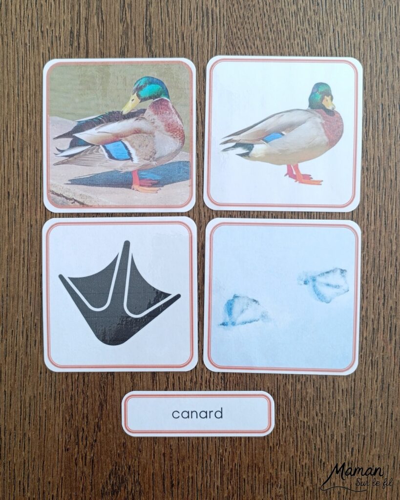 Jeu autour des empreintes d'animaux et présentation des petits livres de la nature chez Salamandre : activité éducative, pédagogique, nature et lecture enfants - Jeu PDF, printable à télécharger et à imprimer - Association entre photos d'animaux et photos et illustrations de leur empreinte - Atelier autocorrectif maternelle, élémentaire (cycles 1, 2 et 3) - Atelier nature, école dehors - Petits livres de la nature pour repérer et reconnaitre les empreintes et traces d'animaux lors de balades - Reconnaitre aussi les fleurs de printemps et les oiseaux migrateurs - Petit format pour amener partout - Avis sur les livres Salamandre, parfaits pour enfants et adultes, amoureux de la nature et des animaux - Maternelle, Primaire et collège - Thème Animaux, forêt, campagnes, oiseaux, fleurs, printemps - Bricolage sympa et facile - Arts visuels Maternelle et cycle 2 - Maternelle et élémentaire - Créativité et lecture jeunesse - Cycle 1 ou 2 - tutoriel photos - mslf