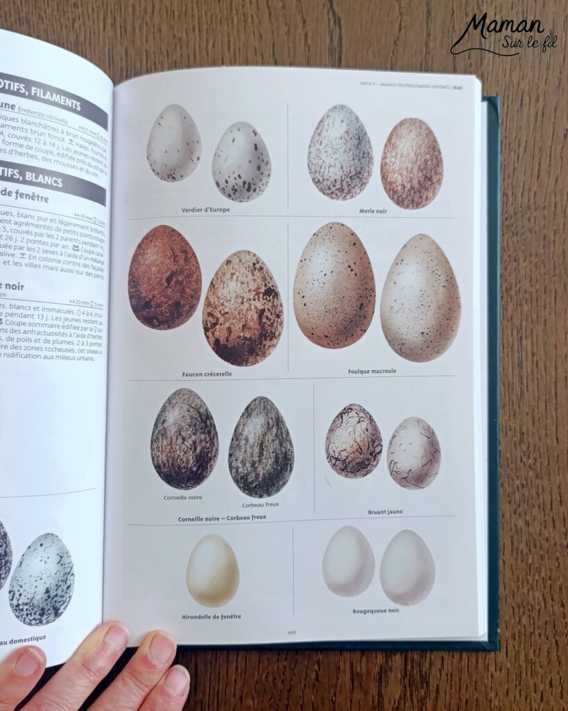 Fabriquer un cadre nature à offrir pour la fête des mères et présentation du grand guide de la nature chez Salamandre : activité créative, manuelle, nature et lecture enfants - Land art ou art nature - Cadre avec des bâtons - Laine enroulée pour faire comme un tissage - Joli rose et étiquette de Bonne fête - Cadeau DIY Fait maison pour la fête des mères ou des grands-mères - Arts visuels, Bricolage maternelle, élémentaire (cycles 1, 2 et 3) - Atelier nature, école dehors - Grand guide de la nature : encyclopédie hyper riche pour reconnaitre 2600 espèces, indices et traces pour nous accompagner sur le terrain, pendant les promenades - Avis sur les livres Salamandre, parfaits pour enfants et adultes, amoureux de la nature et des animaux - Maternelle, Primaire, collège, lycée, adultes - Thème Animaux, forêt, campagnes, oiseaux, fleurs, printemps, nature - Amour, amitié, Saint Valentin, fêtes - Bricolage sympa et facile - Arts visuels Maternelle et cycle 2 - Maternelle et élémentaire - Créativité et lecture jeunesse - Cycle 1 ou 2 - tutoriel photos - mslf