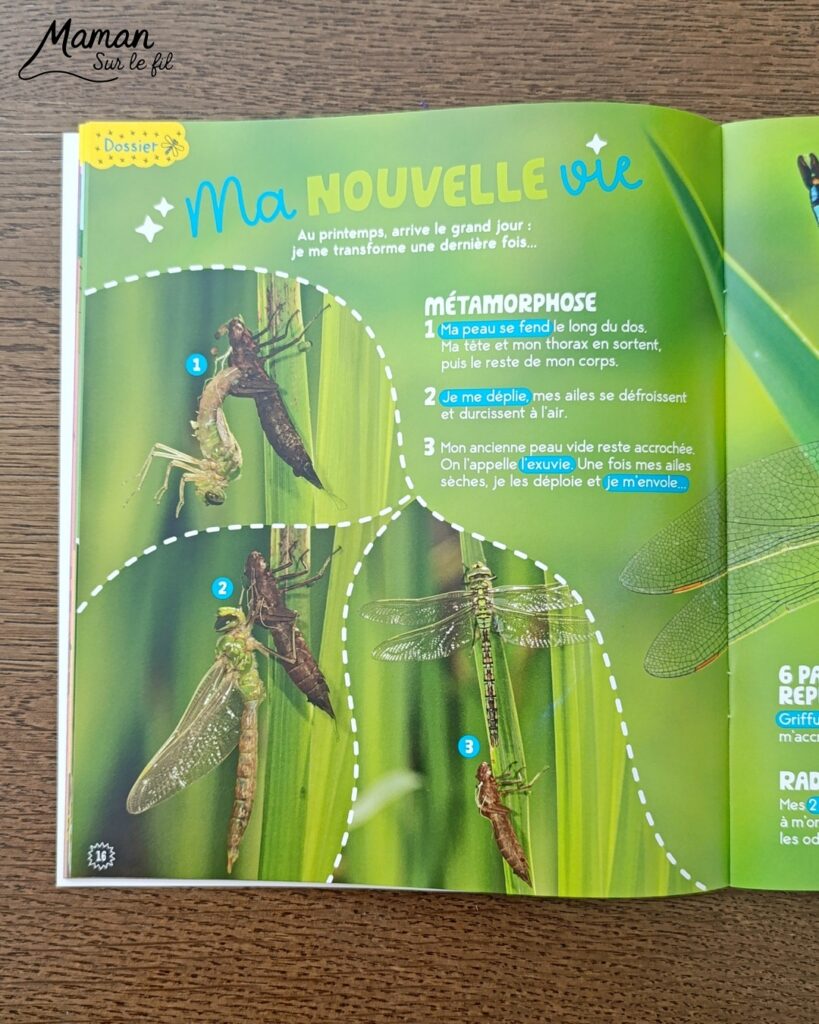 Fabriquer de jolies libellules avec fils chenille et récup' + présentation des nouveaux magazines Salamandre : activité créative, peinture et manuelle et lecture enfants - Les libellules sont fabriquées avec des fils chenille, des bâtonnets de glace en bois, des boutons, des gommettes Yeux et des mini grelots pour le côté musical - Recyclage, surcylage, sensoriel - Avis sur les nouveaux magazines Petite Salamandre sur les libellules, Salamandre Junior sur les moustiques, et Revue Salamandre sur les tiques - Magazines parfaits pour 4 à 99 ans, enfants et adultes, amoureux de la nature et des animaux - Maternelle, Primaire et collège - 3 versions pour tout âge - Complet et qualitatif - Reportages, belles photos, BD, jeux, activités manuelles... - Bricolage et décoration DIY et facile - Bricolage Fait maison, décoration - Thème Animaux et nature, insectes et petites bêtes, fête de la musique, printemps, été - Bricolage sympa et facile - Code promo pour un numéro gratuit - Arts visuels Maternelle et cycle 2 - Maternelle et élémentaire - Créativité et lecture jeunesse - Cycle 1 ou 2 - tutoriel photos - mslf