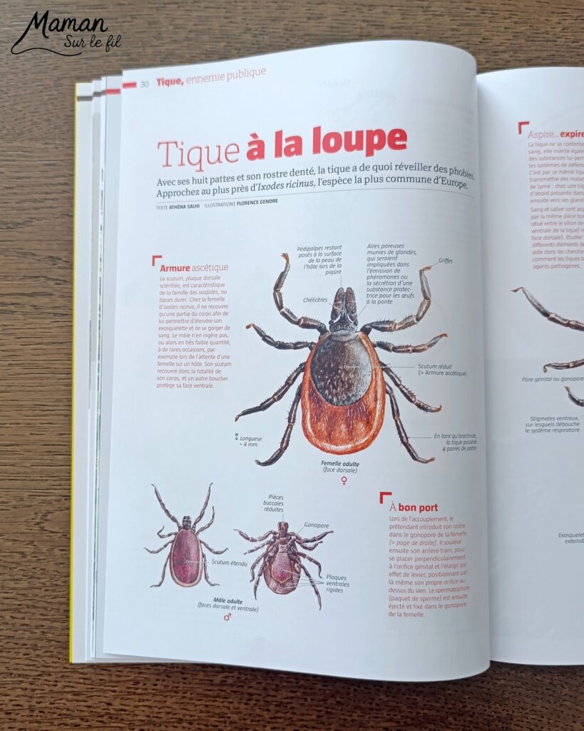 Fabriquer de jolies libellules avec fils chenille et récup' + présentation des nouveaux magazines Salamandre : activité créative, peinture et manuelle et lecture enfants - Les libellules sont fabriquées avec des fils chenille, des bâtonnets de glace en bois, des boutons, des gommettes Yeux et des mini grelots pour le côté musical - Recyclage, surcylage, sensoriel - Avis sur les nouveaux magazines Petite Salamandre sur les libellules, Salamandre Junior sur les moustiques, et Revue Salamandre sur les tiques - Magazines parfaits pour 4 à 99 ans, enfants et adultes, amoureux de la nature et des animaux - Maternelle, Primaire et collège - 3 versions pour tout âge - Complet et qualitatif - Reportages, belles photos, BD, jeux, activités manuelles... - Bricolage et décoration DIY et facile - Bricolage Fait maison, décoration - Thème Animaux et nature, insectes et petites bêtes, fête de la musique, printemps, été - Bricolage sympa et facile - Code promo pour un numéro gratuit - Arts visuels Maternelle et cycle 2 - Maternelle et élémentaire - Créativité et lecture jeunesse - Cycle 1 ou 2 - tutoriel photos - mslf