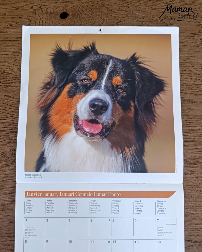 Créer des guitares en mosaïque de vieux calendriers : activité créative, récup' et manuelle enfants - Recyclage, surcyclage d'anciens calendriers, magazines ou prospectus publicitaires... - Découpage, collage pour effet mosaïque - Photos de chiens - Décoration DIY Fait maison - Arts visuels et Bricolage facile - Thème fête de la musique, instruments de musique, été - Bricolage et décoration sympa et facile - Arts visuels maternelle et élémentaire - Cycles 1 et 2 - Créativité - tutoriel photos - mslf