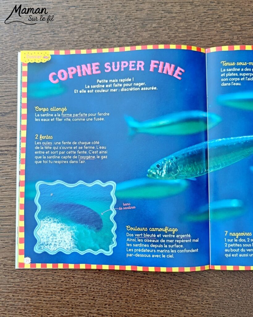 Fabriquer une boite de sardines fleuries en récup' de carton et papier + présentation des nouveaux magazines Salamandre : activité créative et manuelle et lecture enfants - Les sardines sont découpées dans du papier à motifs fleuris - La boite est fabriquée avec du recyclage de carton et du papier gris - Recyclage, surcyclage, découpage, collage - Avis sur les nouveaux magazines Petite Salamandre sur les sardines, Salamandre Junior sur les tortues marines caouanne, et Revue Salamandre sur les cachalots - Magazines parfaits pour 4 à 99 ans, enfants et adultes, amoureux de la nature et des animaux - Maternelle, Primaire et collège - 3 versions pour tout âge - Complet et qualitatif - Reportages, belles photos, BD, jeux, activités manuelles... - Bricolage et décoration DIY et facile - Bricolage Fait maison, décoration - Thème Animaux et nature, animaux marins, poissons, océans, mers, été - Bricolage sympa et facile - Code promo pour un numéro gratuit - Arts visuels Maternelle et cycle 2 - Maternelle et élémentaire - Créativité et lecture jeunesse - Cycle 1 ou 2 - tutoriel photos - mslf