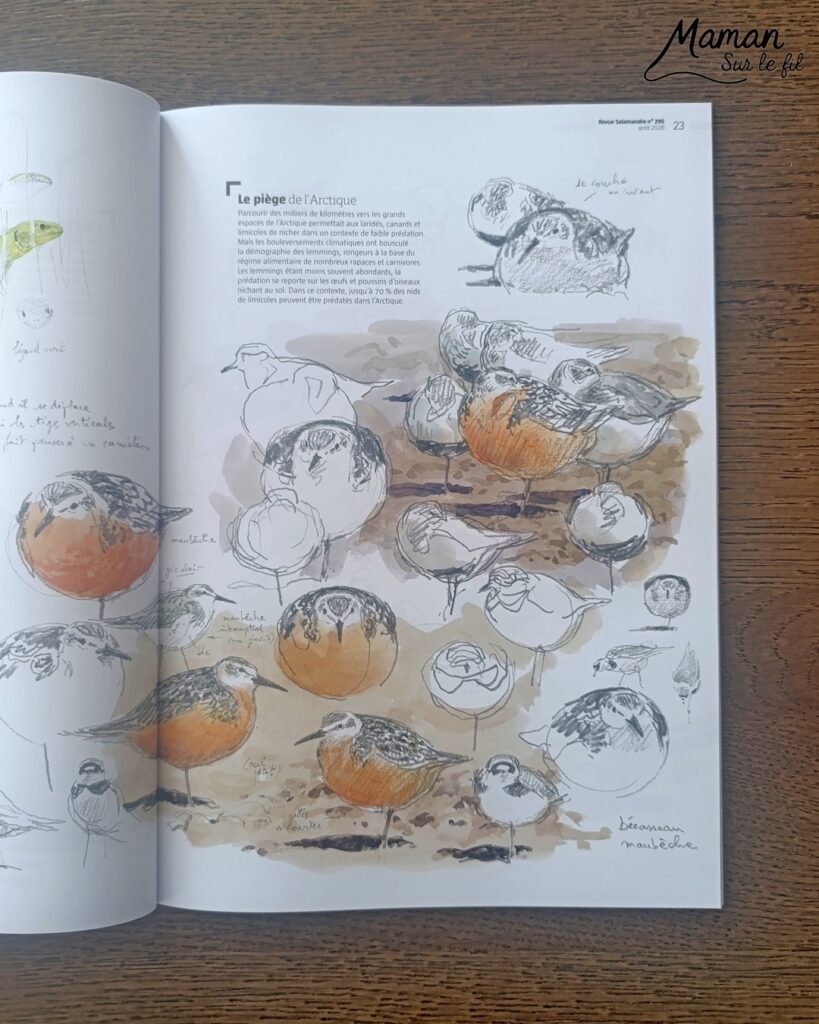 Fabriquer une boite de sardines fleuries en récup' de carton et papier + présentation des nouveaux magazines Salamandre : activité créative et manuelle et lecture enfants - Les sardines sont découpées dans du papier à motifs fleuris - La boite est fabriquée avec du recyclage de carton et du papier gris - Recyclage, surcyclage, découpage, collage - Avis sur les nouveaux magazines Petite Salamandre sur les sardines, Salamandre Junior sur les tortues marines caouanne, et Revue Salamandre sur les cachalots - Magazines parfaits pour 4 à 99 ans, enfants et adultes, amoureux de la nature et des animaux - Maternelle, Primaire et collège - 3 versions pour tout âge - Complet et qualitatif - Reportages, belles photos, BD, jeux, activités manuelles... - Bricolage et décoration DIY et facile - Bricolage Fait maison, décoration - Thème Animaux et nature, animaux marins, poissons, océans, mers, été - Bricolage sympa et facile - Code promo pour un numéro gratuit - Arts visuels Maternelle et cycle 2 - Maternelle et élémentaire - Créativité et lecture jeunesse - Cycle 1 ou 2 - tutoriel photos - mslf
