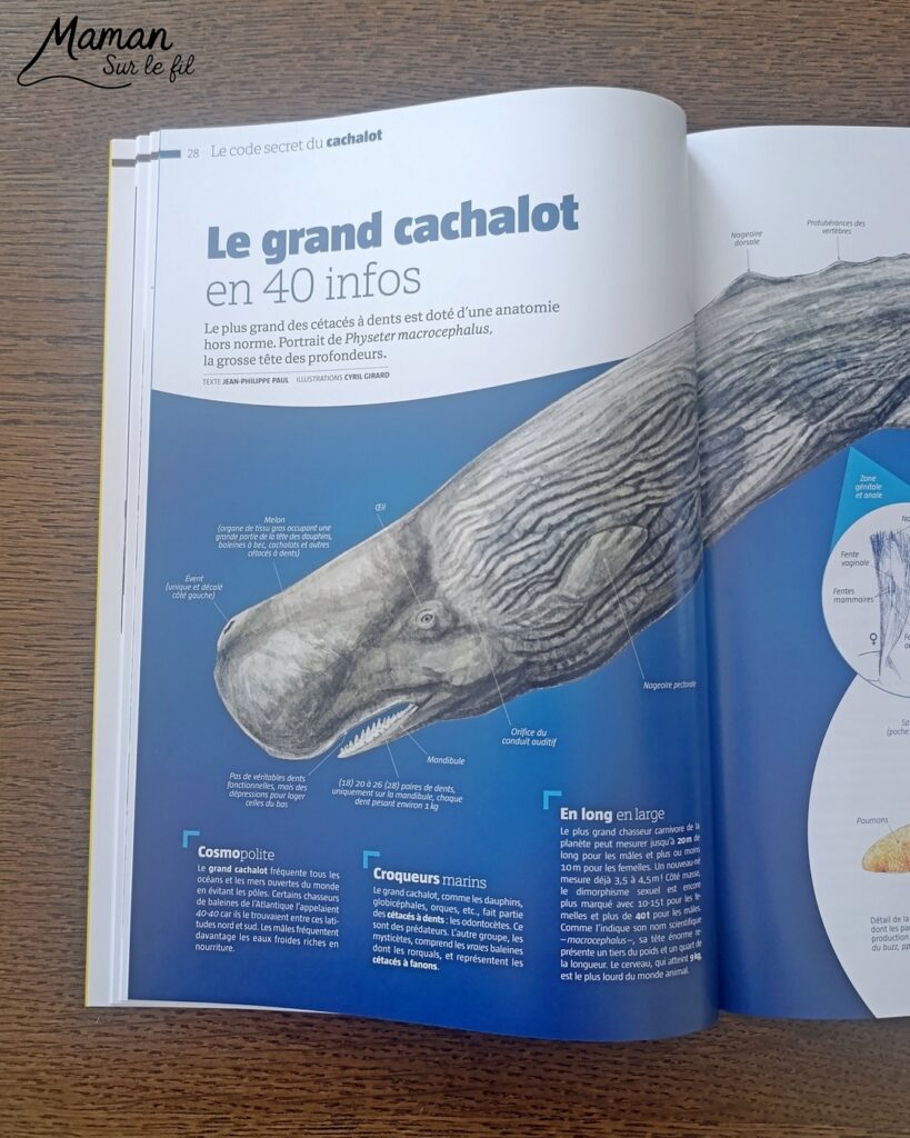 Fabriquer une boite de sardines fleuries en récup' de carton et papier + présentation des nouveaux magazines Salamandre : activité créative et manuelle et lecture enfants - Les sardines sont découpées dans du papier à motifs fleuris - La boite est fabriquée avec du recyclage de carton et du papier gris - Recyclage, surcyclage, découpage, collage - Avis sur les nouveaux magazines Petite Salamandre sur les sardines, Salamandre Junior sur les tortues marines caouanne, et Revue Salamandre sur les cachalots - Magazines parfaits pour 4 à 99 ans, enfants et adultes, amoureux de la nature et des animaux - Maternelle, Primaire et collège - 3 versions pour tout âge - Complet et qualitatif - Reportages, belles photos, BD, jeux, activités manuelles... - Bricolage et décoration DIY et facile - Bricolage Fait maison, décoration - Thème Animaux et nature, animaux marins, poissons, océans, mers, été - Bricolage sympa et facile - Code promo pour un numéro gratuit - Arts visuels Maternelle et cycle 2 - Maternelle et élémentaire - Créativité et lecture jeunesse - Cycle 1 ou 2 - tutoriel photos - mslf