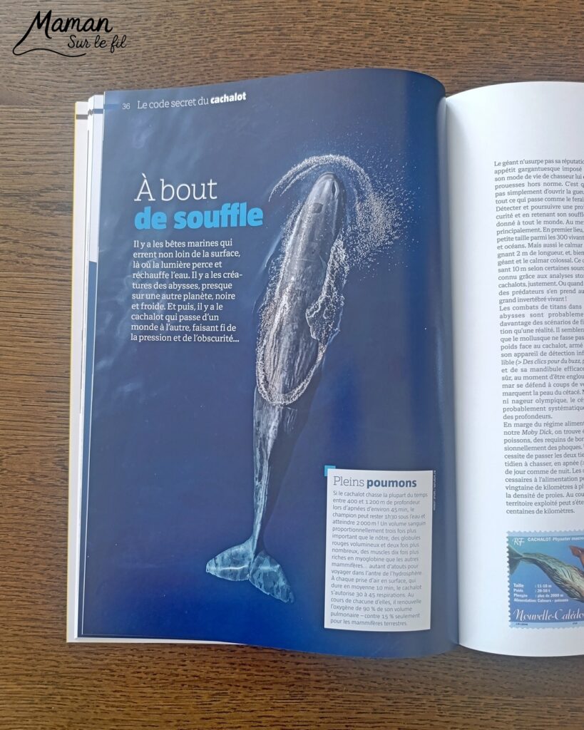 Fabriquer une boite de sardines fleuries en récup' de carton et papier + présentation des nouveaux magazines Salamandre : activité créative et manuelle et lecture enfants - Les sardines sont découpées dans du papier à motifs fleuris - La boite est fabriquée avec du recyclage de carton et du papier gris - Recyclage, surcyclage, découpage, collage - Avis sur les nouveaux magazines Petite Salamandre sur les sardines, Salamandre Junior sur les tortues marines caouanne, et Revue Salamandre sur les cachalots - Magazines parfaits pour 4 à 99 ans, enfants et adultes, amoureux de la nature et des animaux - Maternelle, Primaire et collège - 3 versions pour tout âge - Complet et qualitatif - Reportages, belles photos, BD, jeux, activités manuelles... - Bricolage et décoration DIY et facile - Bricolage Fait maison, décoration - Thème Animaux et nature, animaux marins, poissons, océans, mers, été - Bricolage sympa et facile - Code promo pour un numéro gratuit - Arts visuels Maternelle et cycle 2 - Maternelle et élémentaire - Créativité et lecture jeunesse - Cycle 1 ou 2 - tutoriel photos - mslf