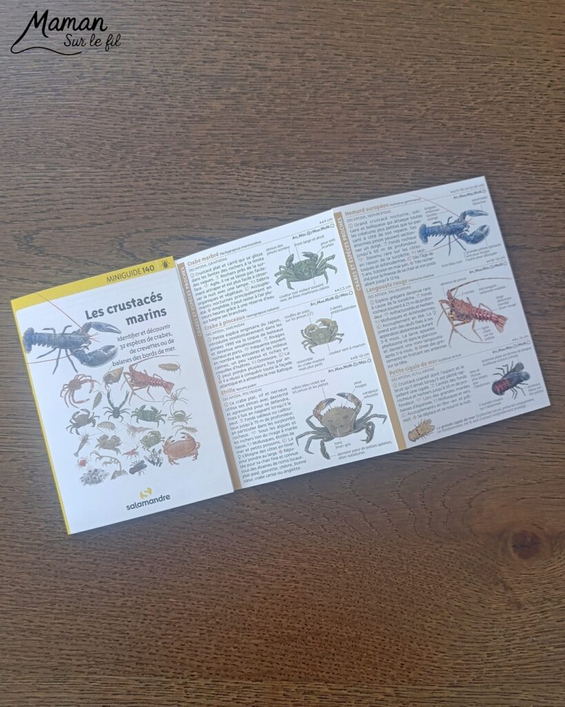 Fabriquer une boite de sardines fleuries en récup' de carton et papier + présentation des nouveaux magazines Salamandre : activité créative et manuelle et lecture enfants - Les sardines sont découpées dans du papier à motifs fleuris - La boite est fabriquée avec du recyclage de carton et du papier gris - Recyclage, surcyclage, découpage, collage - Avis sur les nouveaux magazines Petite Salamandre sur les sardines, Salamandre Junior sur les tortues marines caouanne, et Revue Salamandre sur les cachalots - Magazines parfaits pour 4 à 99 ans, enfants et adultes, amoureux de la nature et des animaux - Maternelle, Primaire et collège - 3 versions pour tout âge - Complet et qualitatif - Reportages, belles photos, BD, jeux, activités manuelles... - Bricolage et décoration DIY et facile - Bricolage Fait maison, décoration - Thème Animaux et nature, animaux marins, poissons, océans, mers, été - Bricolage sympa et facile - Code promo pour un numéro gratuit - Arts visuels Maternelle et cycle 2 - Maternelle et élémentaire - Créativité et lecture jeunesse - Cycle 1 ou 2 - tutoriel photos - mslf