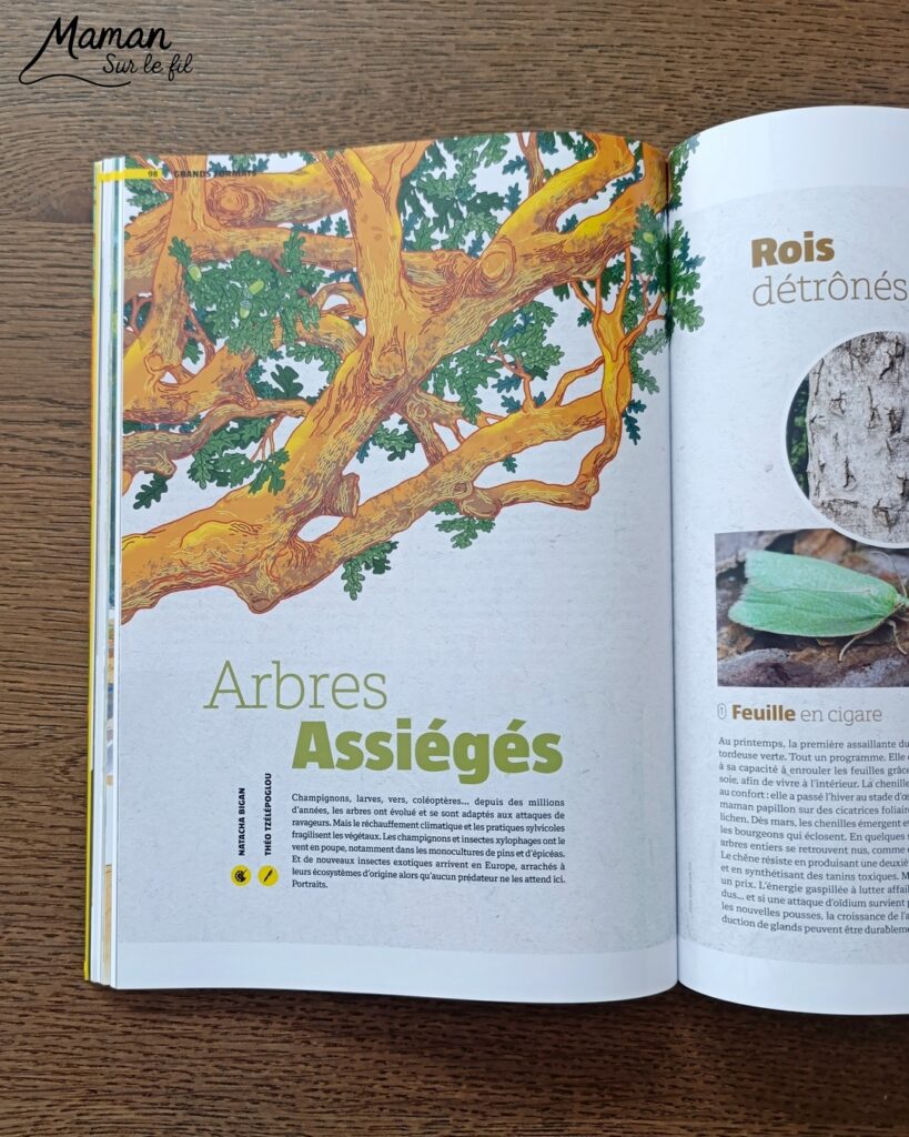 Créer une vache au milieu des feuilles d'automne et présentation des nouveaux hors-séries Salamandre : activité créative, peinture, collage et manuelle et lecture enfants - Fond en peinture à l'éponge dans des couleurs chaudes et automnales - Découpage des éléments de la vache et des feuilles - Dessin des détails et collage des éléments - Avis sur les magazines Hors-série Petite Salamandre, Salamandre Junior, Revue Salamandre parfaits pour 4 à 99 ans, amoureux de la nature et des animaux - Maternelle, Primaire, collège, lycée, adultes - 3 versions pour tout âge - Complet et qualitatif - Reportages, belles photos, BD, jeux, activités manuelles... - Bricolage et décoration DIY et facile - Bricolage Fait maison, décoration - Thème Forêts, Arbres, animaux des bois, automne, animaux de la ferme - Bricolage sympa et facile - Arts visuels Maternelle et cycle 2 - Maternelle et élémentaire - Créativité et lecture jeunesse - Cycle 1 ou 2 - tutoriel photos - mslf