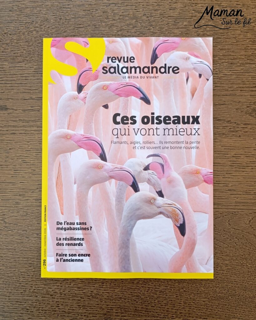Fabriquer une souris d'Halloween avec un déguisement de fantôme + présentation des nouveaux magazines Salamandre : activité créative et manuelle et lecture enfants - La souris est crée avec de la feutrine (découpage, collage) - Le déguisement est fait en papier - Panier citrouille pour côté mignon - Avis sur les nouveaux magazines Petite Salamandre sur les souris, Salamandre Junior sur les vautours, et Revue Salamandre sur les oiseaux de manière générale - Magazines parfaits pour 4 à 99 ans, enfants et adultes, amoureux de la nature et des animaux - Maternelle, Primaire et collège - 3 versions pour tout âge - Complet et qualitatif - Reportages, belles photos, BD, jeux, activités manuelles... - Bricolage et décoration DIY et facile - Bricolage Fait maison, décoration - Thème Animaux et nature, animaux de la ferme, de la campagne, de la forêt, oiseaux, automne - Bricolage sympa et facile - Code promo pour un numéro gratuit - Arts visuels Maternelle et cycle 2 - Maternelle et élémentaire - Créativité et lecture jeunesse - Cycle 1 ou 2 - tutoriel photos - mslf