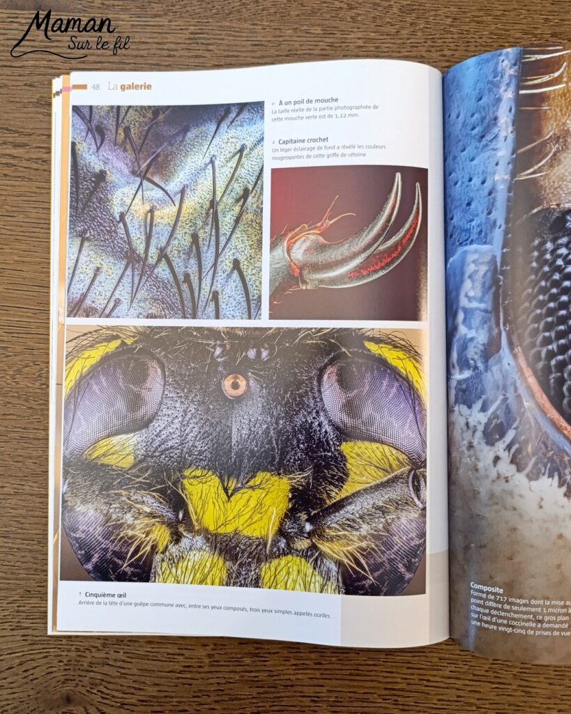 Fabriquer une souris d'Halloween avec un déguisement de fantôme + présentation des nouveaux magazines Salamandre : activité créative et manuelle et lecture enfants - La souris est crée avec de la feutrine (découpage, collage) - Le déguisement est fait en papier - Panier citrouille pour côté mignon - Avis sur les nouveaux magazines Petite Salamandre sur les souris, Salamandre Junior sur les vautours, et Revue Salamandre sur les oiseaux de manière générale - Magazines parfaits pour 4 à 99 ans, enfants et adultes, amoureux de la nature et des animaux - Maternelle, Primaire et collège - 3 versions pour tout âge - Complet et qualitatif - Reportages, belles photos, BD, jeux, activités manuelles... - Bricolage et décoration DIY et facile - Bricolage Fait maison, décoration - Thème Animaux et nature, animaux de la ferme, de la campagne, de la forêt, oiseaux, automne - Bricolage sympa et facile - Code promo pour un numéro gratuit - Arts visuels Maternelle et cycle 2 - Maternelle et élémentaire - Créativité et lecture jeunesse - Cycle 1 ou 2 - tutoriel photos - mslf